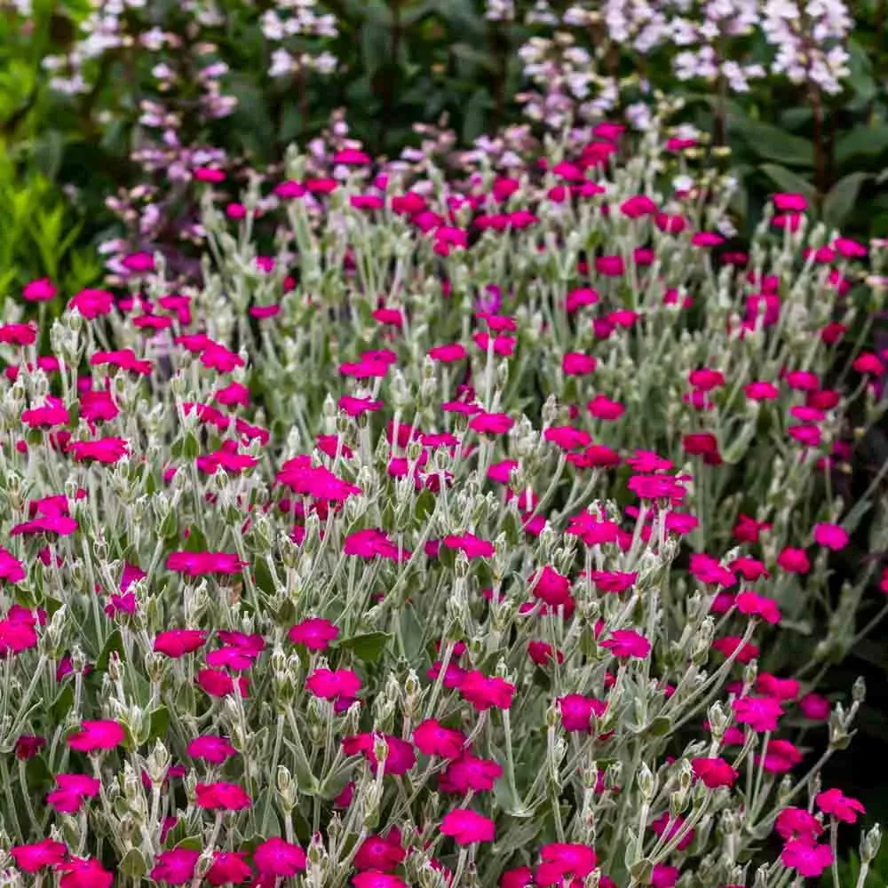 Holdridge Home & Garden