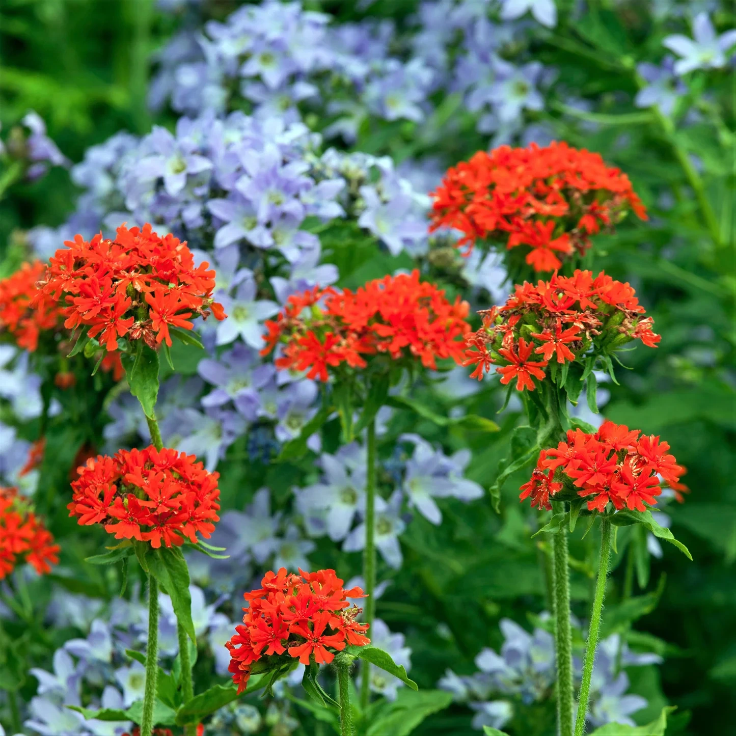 Holdridge Home & Garden