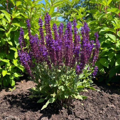 Holdridge Home & Garden