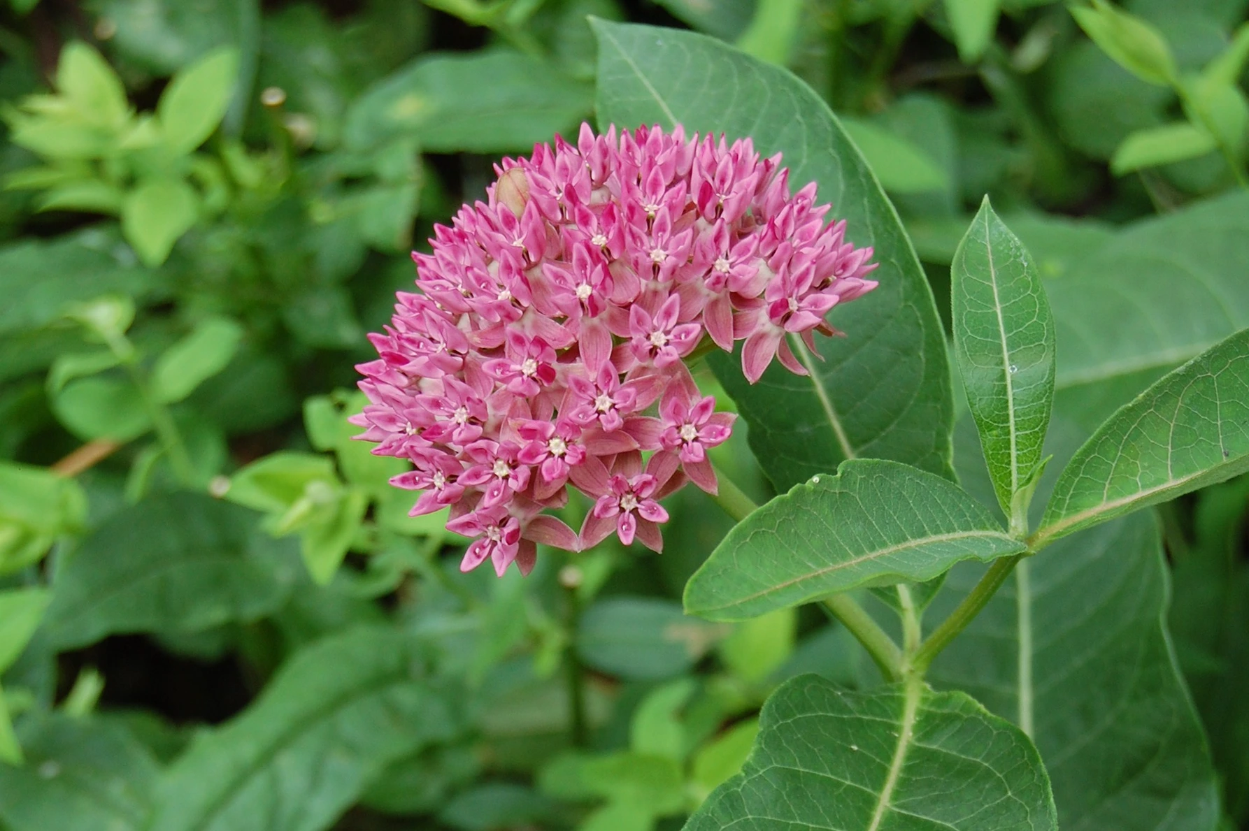 Holdridge Home & Garden