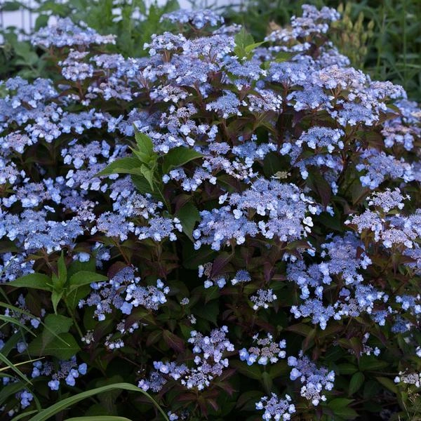 Holdridge Home & Garden