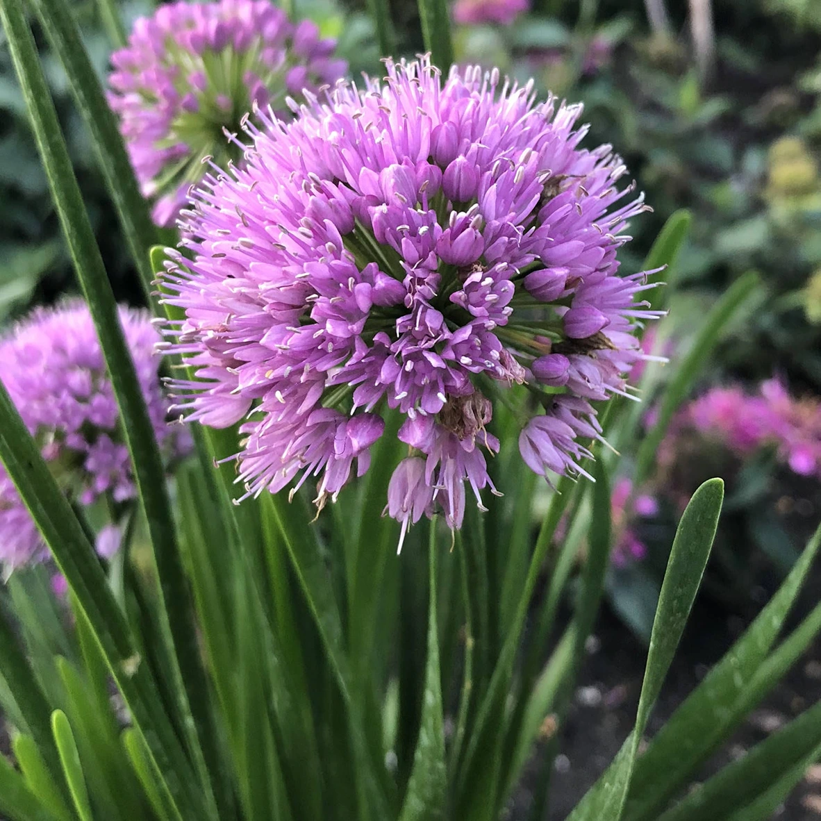 Holdridge Home & Garden