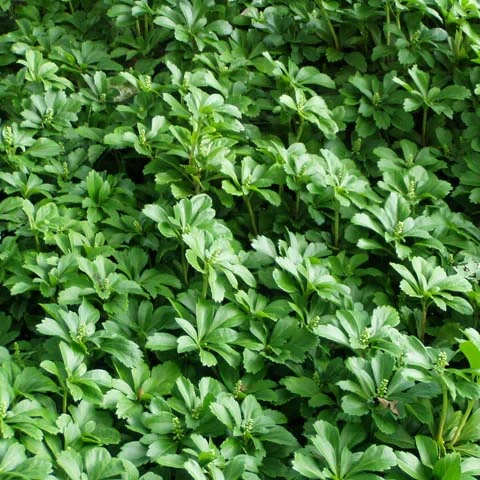 Holdridge Home & Garden