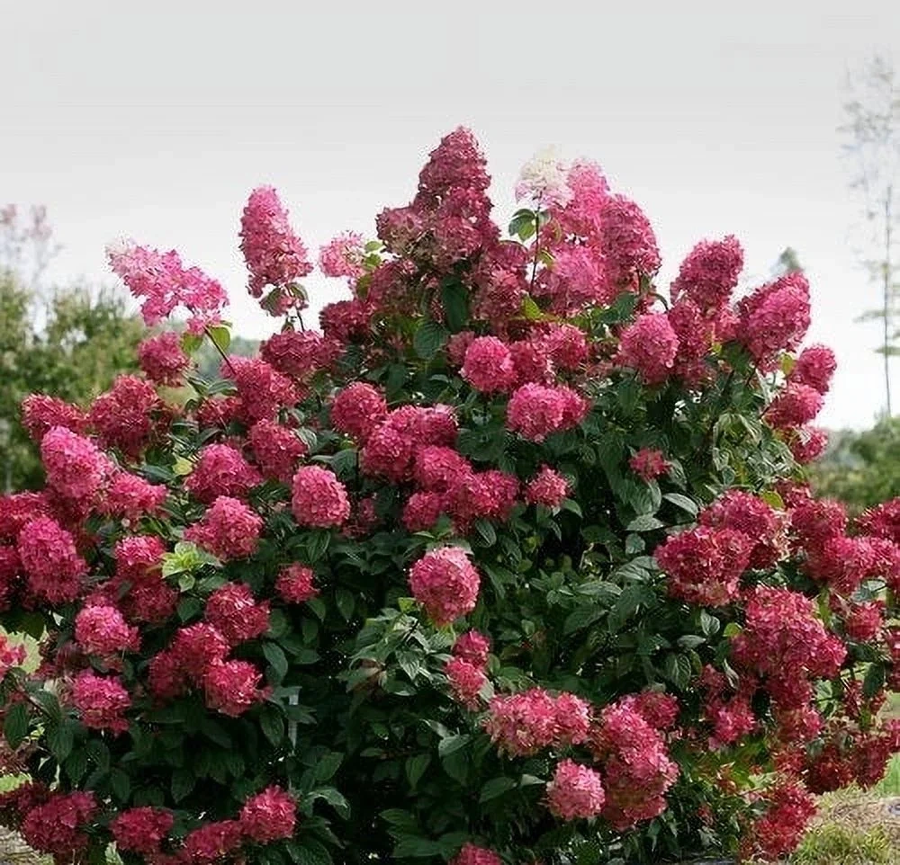 Holdridge Home & Garden