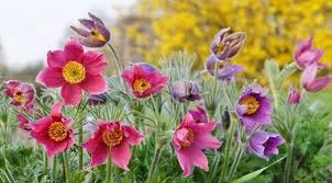 Holdridge Home & Garden