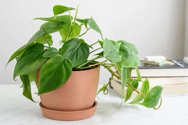 Holdridge Home & Garden