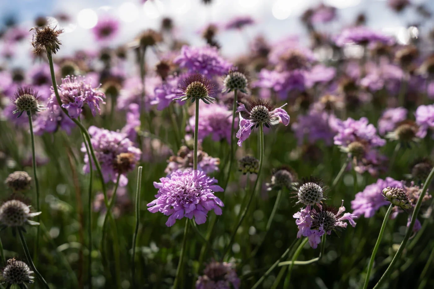 Holdridge Home & Garden