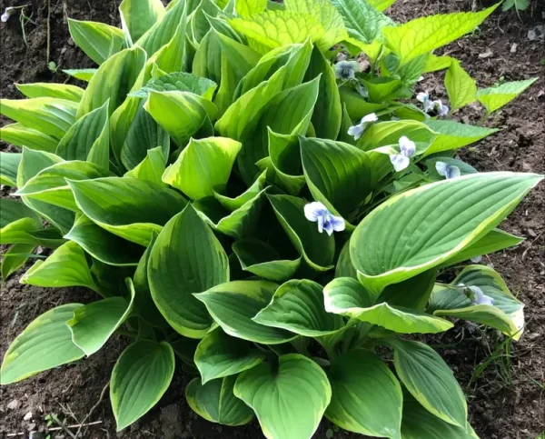 Holdridge Home & Garden