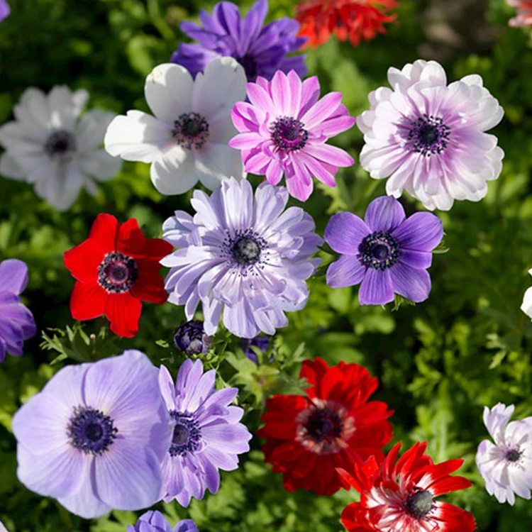 Holdridge Home & Garden
