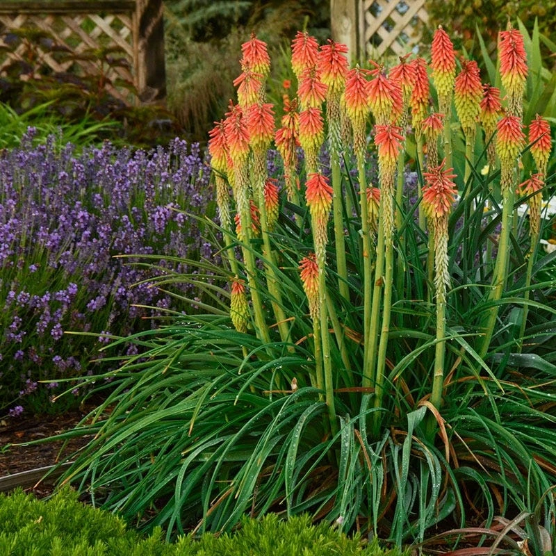 Holdridge Home & Garden