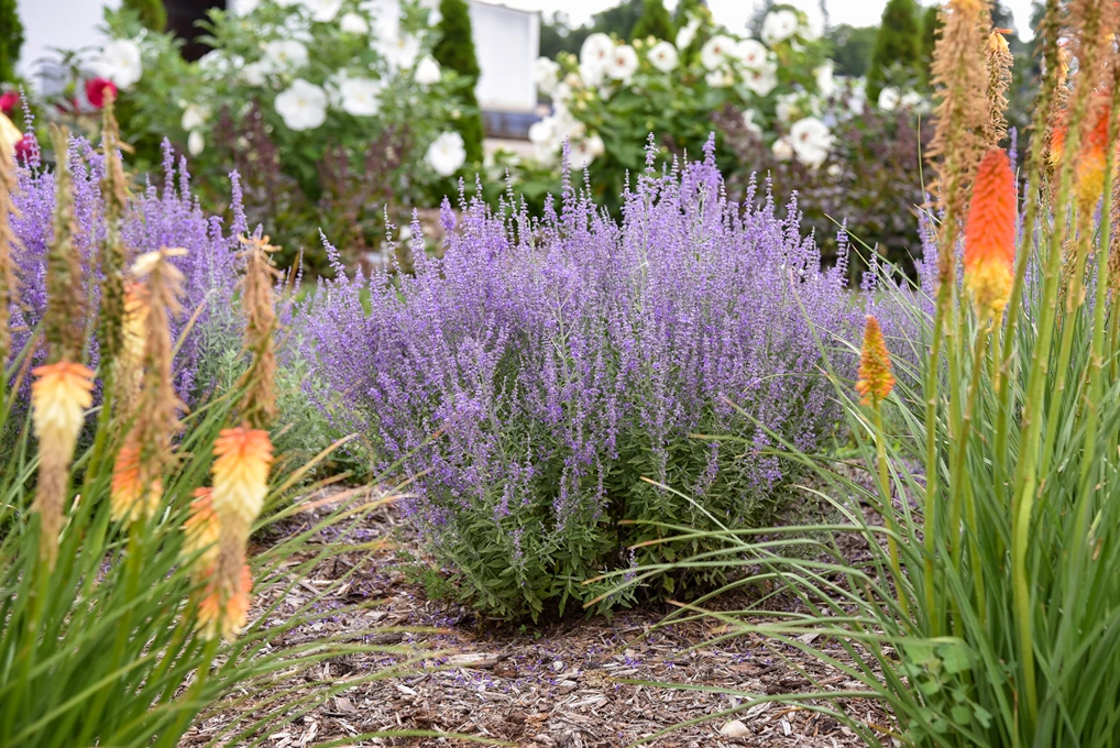 Holdridge Home & Garden