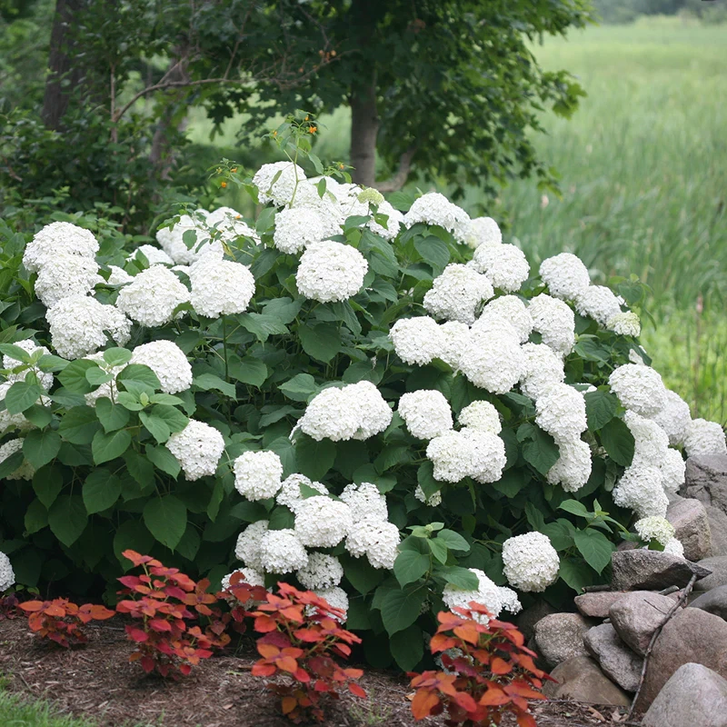 Holdridge Home & Garden