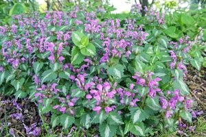 Holdridge Home & Garden