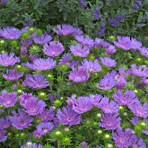 Holdridge Home & Garden