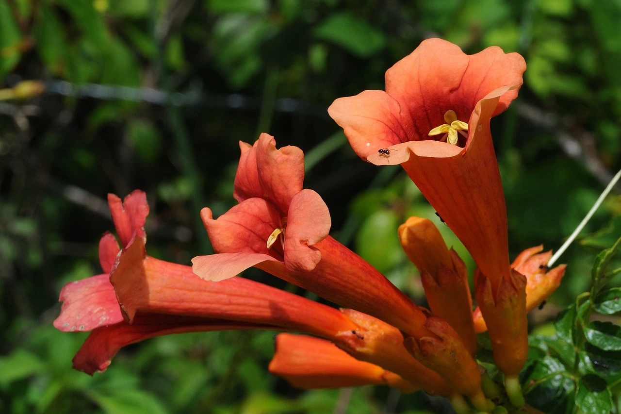 Holdridge Home & Garden