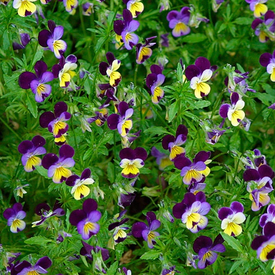 Holdridge Home & Garden