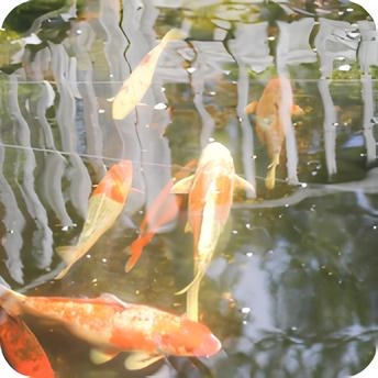 Holdridge Home & Garden