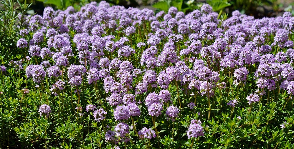 Holdridge Home & Garden