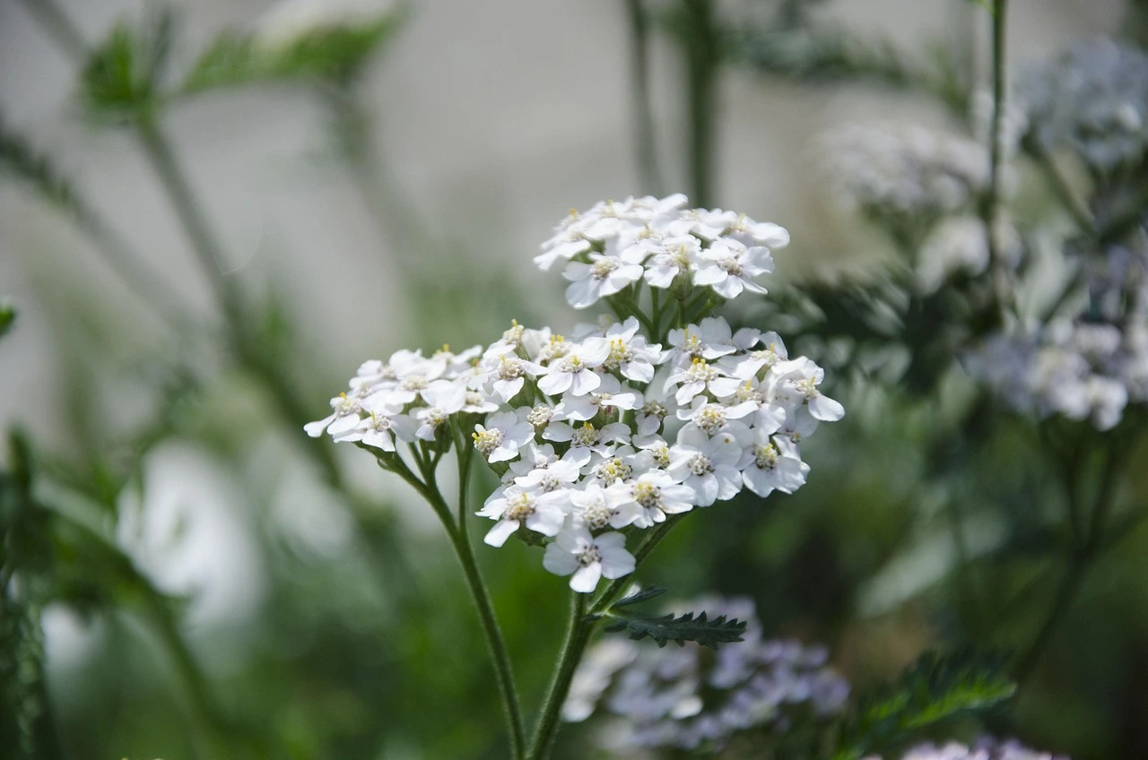 Holdridge Home & Garden