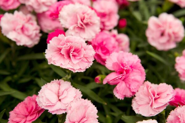 Dianthus (Pinks)