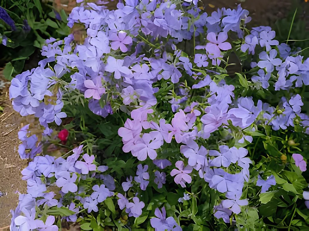 Holdridge Home & Garden