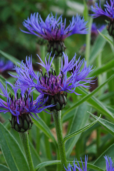 Perennial Bachelor's Button (Centaurea montana)