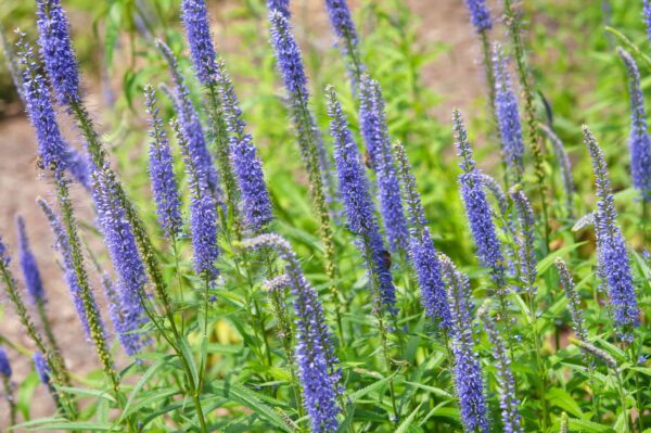 Speedwell (Veronica spp.)
