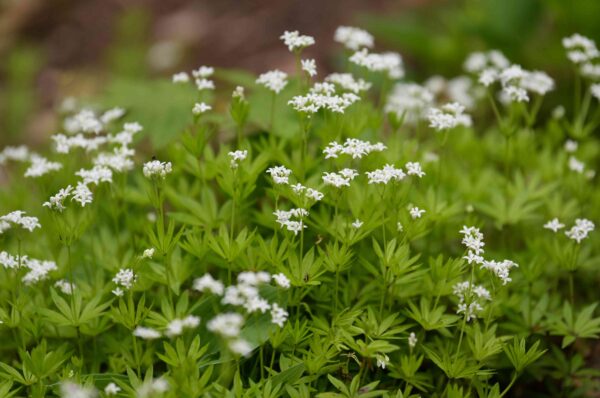 Sweet Woodruff (Galium odoratum)