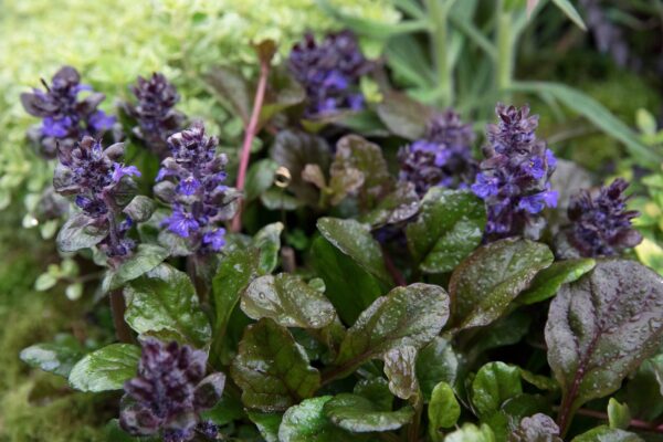 Bugleweed (Ajuga Reptans)