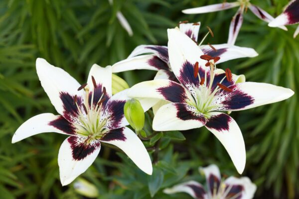 Asiatic Lily (Lilium hybrids)