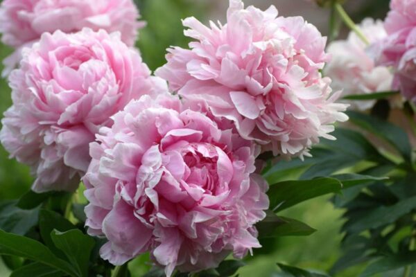 Peony (Paeonia spp.)