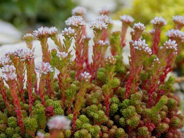 Sedum (Sedum spp. / Hylotelephium spp.)