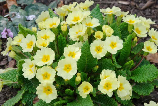 Primrose (Primula spp.)
