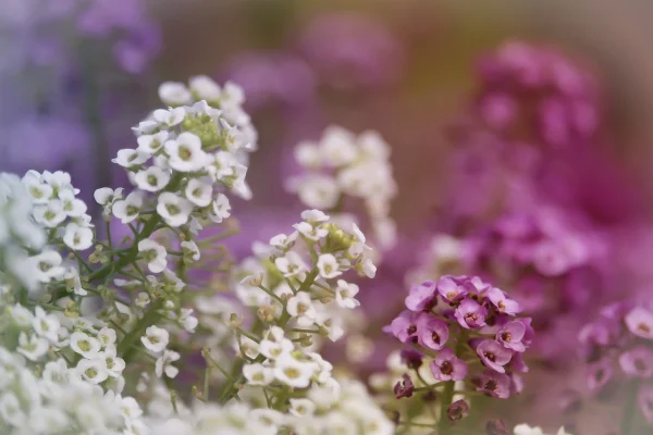 Holdridge Home & Garden