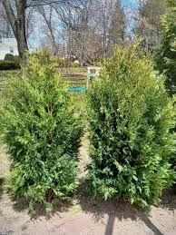 Holdridge Home & Garden