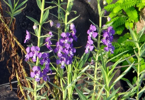 Holdridge Home & Garden