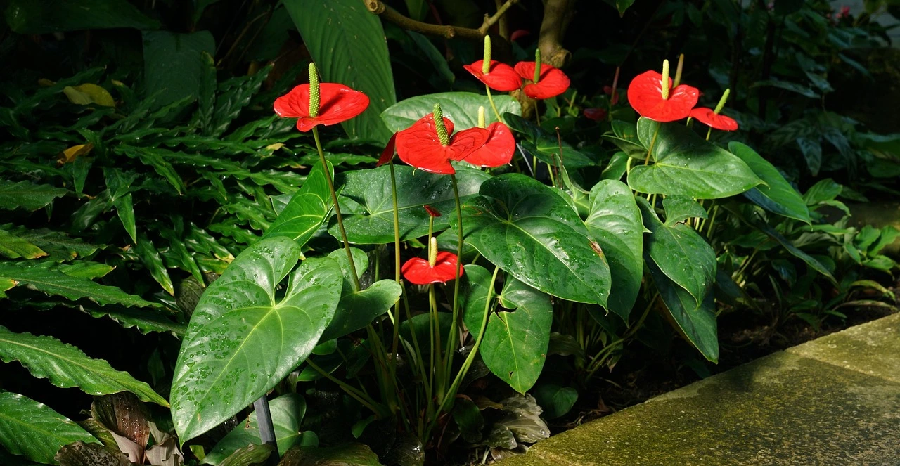 Holdridge Home & Garden