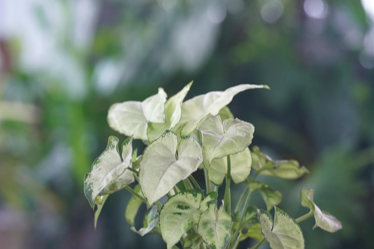 Holdridge Home & Garden