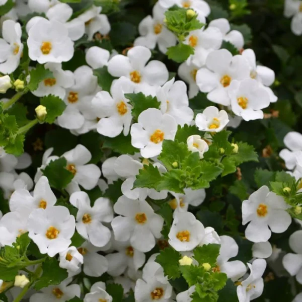 Holdridge Home & Garden