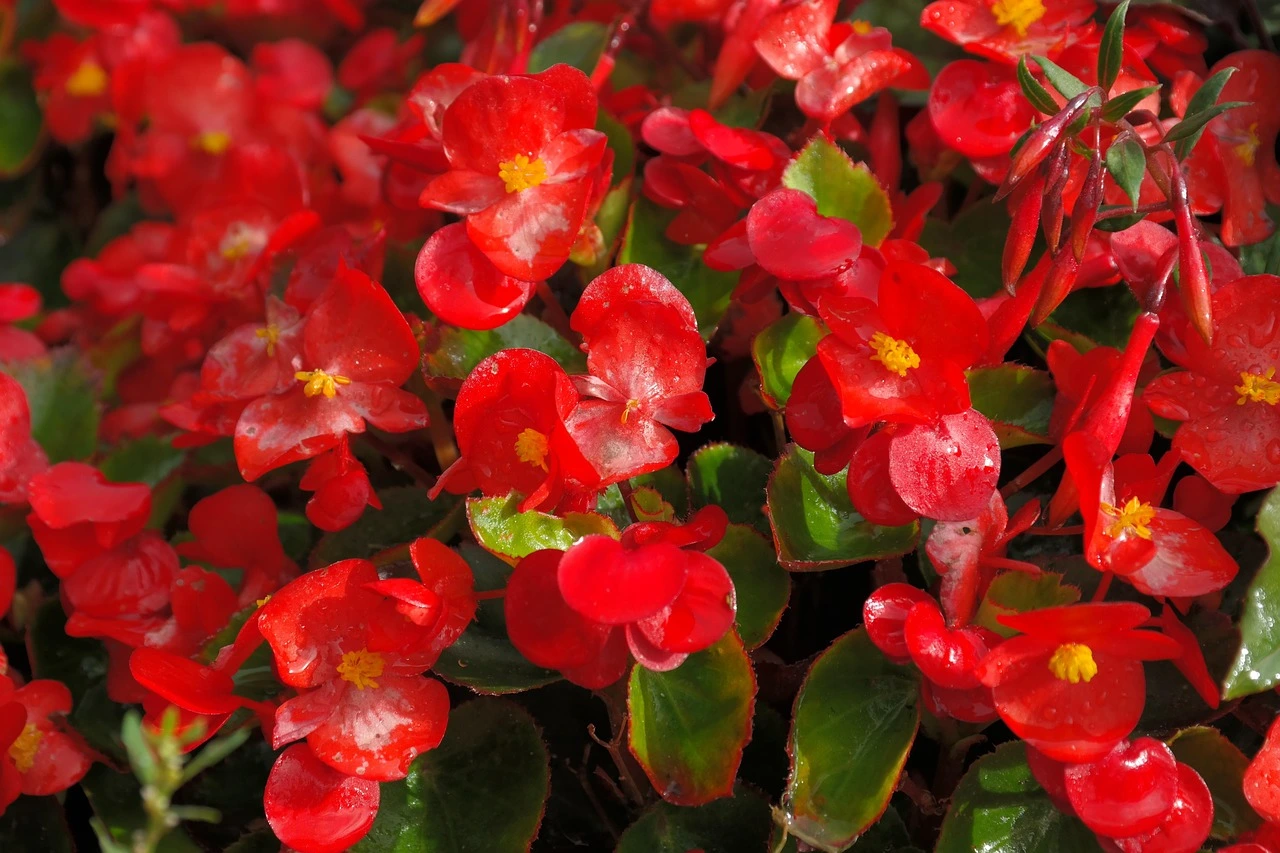 Holdridge Home & Garden