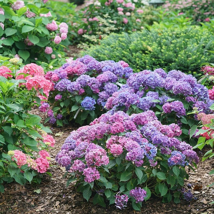 Bigleaf Hydrangea with large, rounded flower clusters in shades of blue, pink, or purple, and broad green leaves, a classic garden favorite available at Holdridge Gardens.