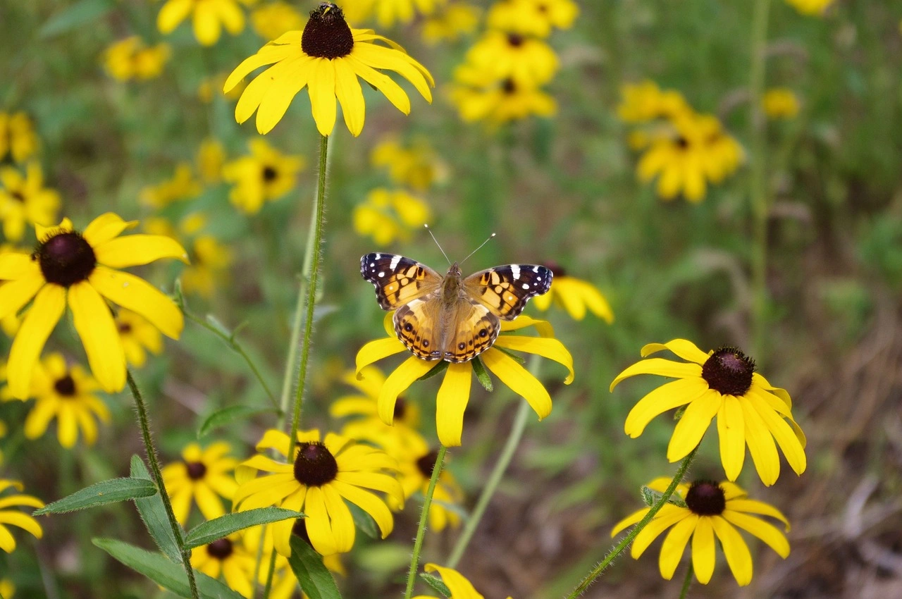 Holdridge Home & Garden