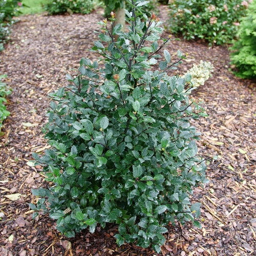 Holdridge Home & Garden