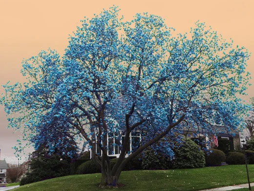 Holdridge Home & Garden