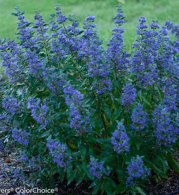 Holdridge Home & Garden