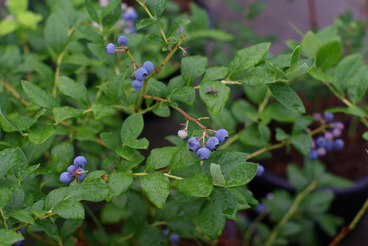 Holdridge Home & Garden