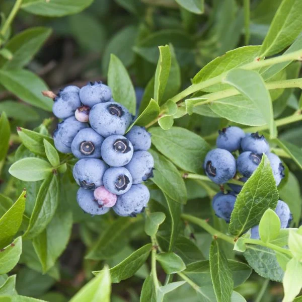 Holdridge Home & Garden
