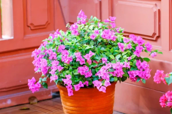 Holdridge Home & Garden