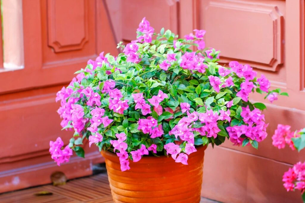 Holdridge Home & Garden