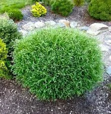 Holdridge Home & Garden